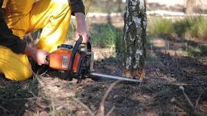 Best Stump Grinding and Removal  in Pantego, TX